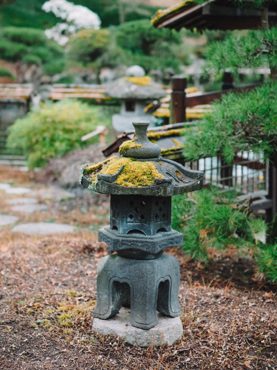Lush green moss garden pathway in Kyoto temple
