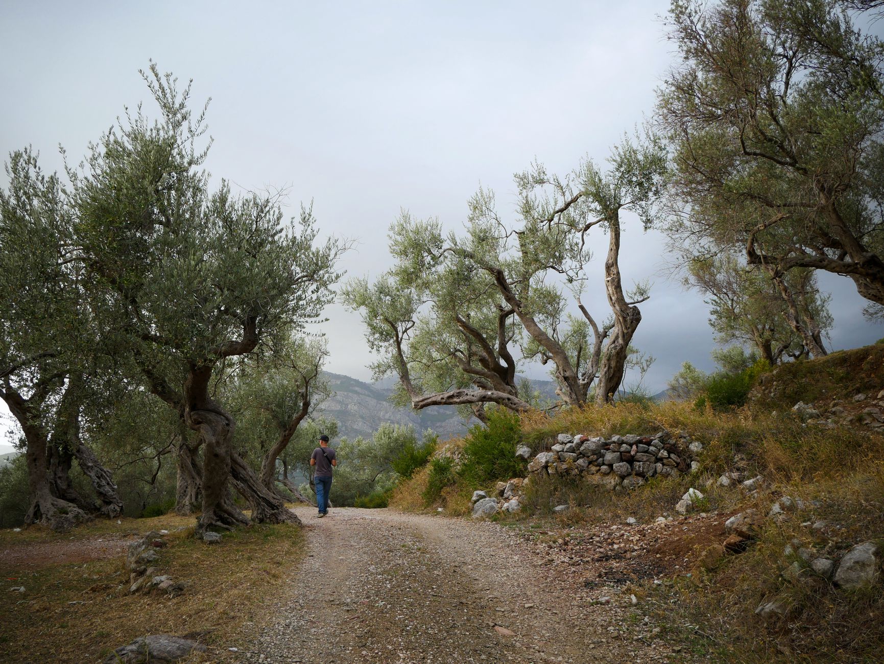 Ancient gnarled olive trees in southern European orchard